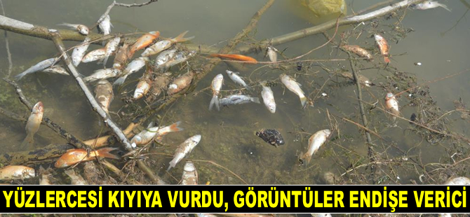 Sulugöl Göleti’nde yüzlerce ölü balık kıyıya vurdu