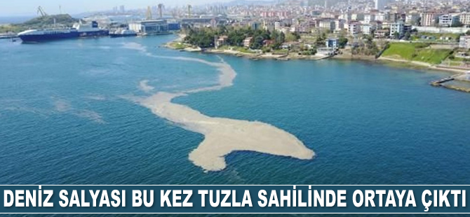 Tuzla sahilini deniz salyası kapladı