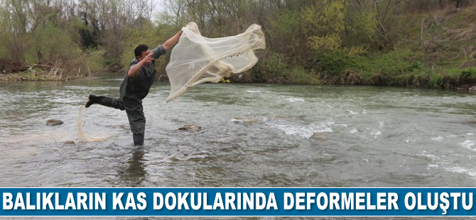 Kefal balıklarının kas dokuları, çevresel faktörlerin gazabına uğradı