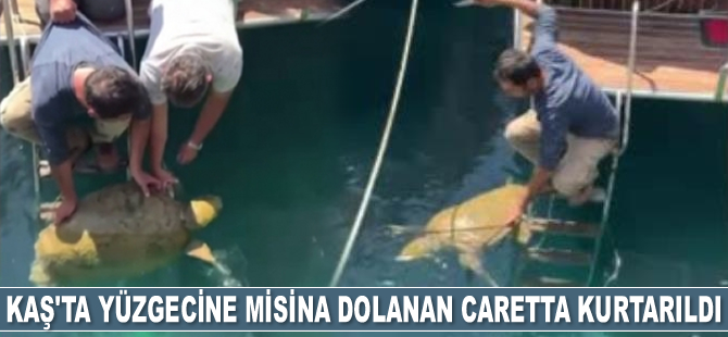 Kaş'ta yüzgecine misina dolanan caretta kurtarıldı