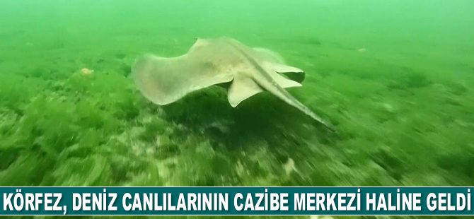 İzmit Körfezi, deniz canlılarının cazibe merkezi haline geldi