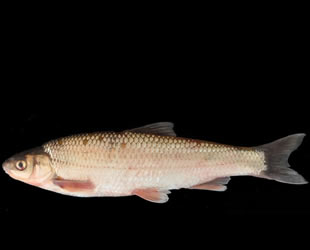 Tahtalı Baraj Gölü'nde yeni bir balık türü keşfedildi