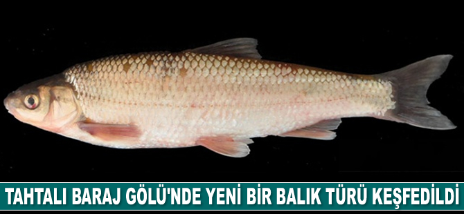 Tahtalı Baraj Gölü'nde yeni bir balık türü keşfedildi