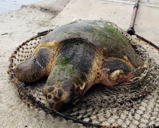 Yaralı carettanın silahla vurulduğu ortaya çıktı