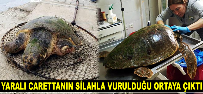 Yaralı carettanın silahla vurulduğu ortaya çıktı