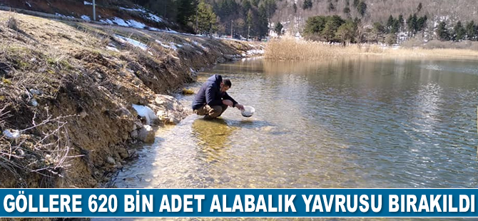Göllere 620 bin adet alabalık yavrusu bırakıldı