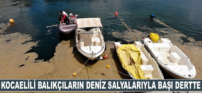 Deniz salyaları, balıkçıların kabusu oldu