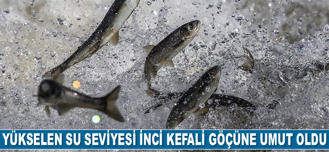 Yükselen su seviyesi inci kefali göçüne umut oldu