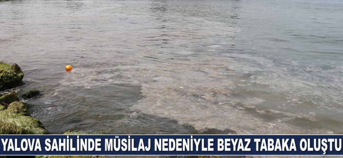 Yalova sahilinde deniz salyası nedeniyle beyaz tabaka oluştu