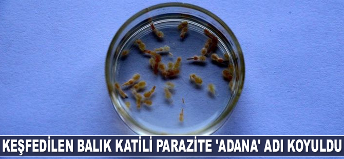 Keşfedilen balık katili parazite ‘Adana’ adı koyuldu