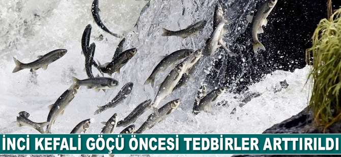 İnci kefali göçü öncesi tedbirler arttırıldı