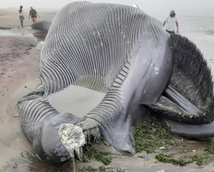 Antarktika’da yaşayan balina Afrika’da karaya vurdu