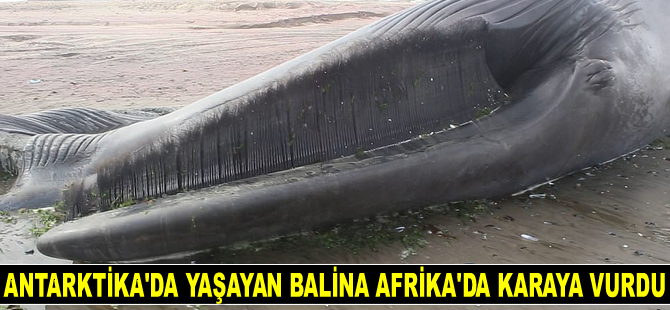 Antarktika’da yaşayan balina Afrika’da karaya vurdu