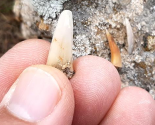 Adıyaman’da milyonlarca yıl öncesine ait balık dişleri bulundu