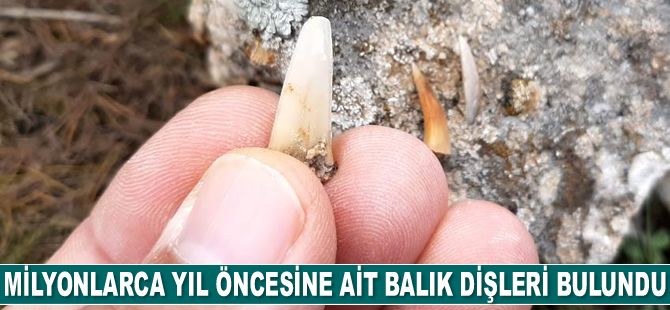 Adıyaman’da milyonlarca yıl öncesine ait balık dişleri bulundu