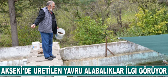 Akseki’de üretilen yavru alabalıklar ilgi görüyor