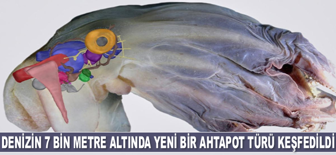 Denizin 7 bin metre altında yeni bir ahtapot türü keşfedildi