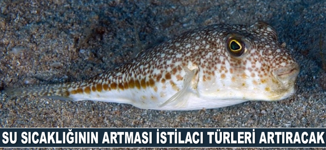 Su sıcaklığının artması istilacı türleri artıracak