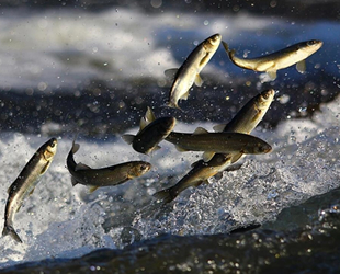 İnci kefalinin akıntıya karşı yolculuğu devam ediyor