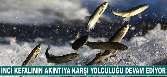 İnci kefalinin akıntıya karşı yolculuğu devam ediyor