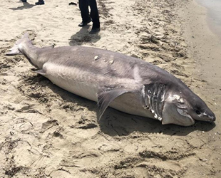 Kuşadası’nda köpek balığı ölüsü kıyıya vurdu