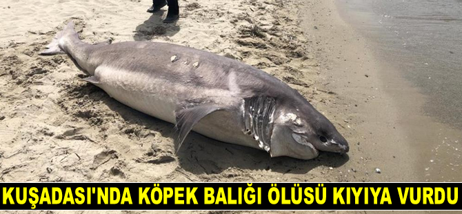 Kuşadası’nda köpek balığı ölüsü kıyıya vurdu