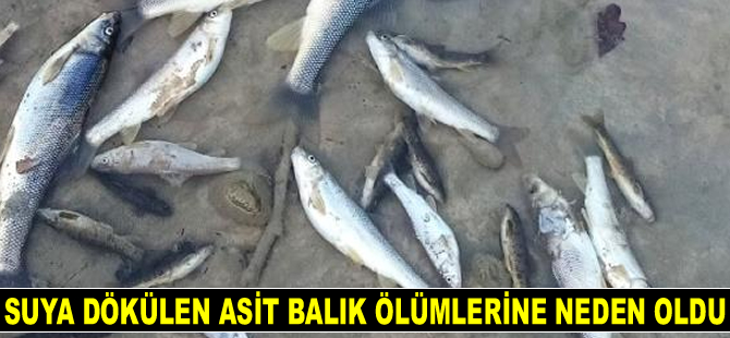 Salam Deresi’nde balıklar telef oldu