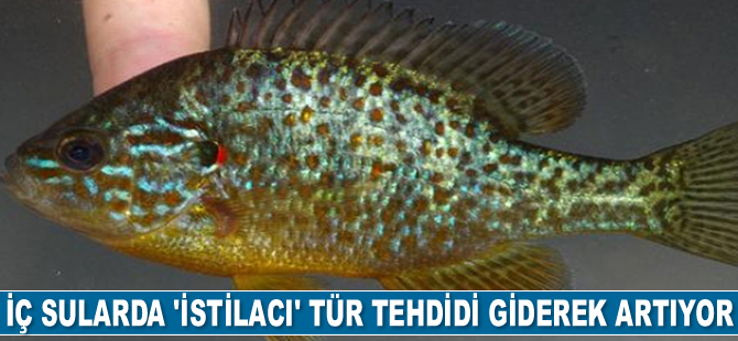 İç sularda ‘istilacı’ tür tehdidi giderek artıyor