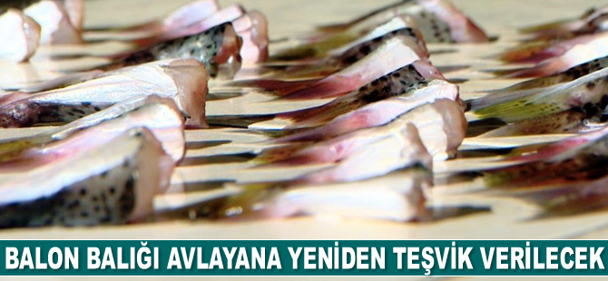 İstilacı balon balığını avlayana yeniden devlet teşviki verilecek