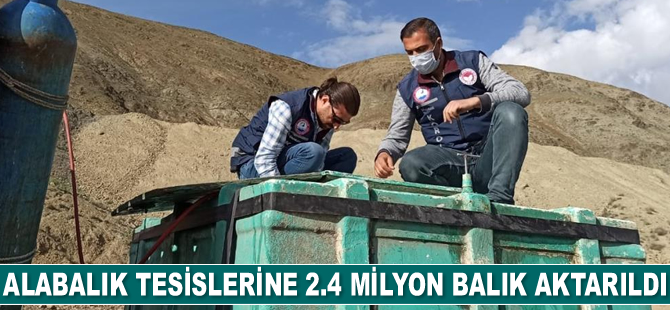 Alabalık tesislerine 2.4 milyon adet balık aktarıldı
