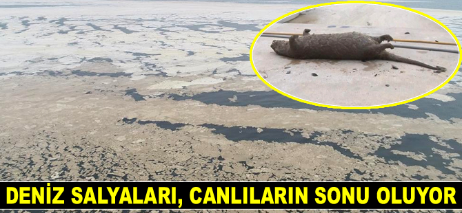 Deniz salyaları, canlıların sonu oluyor
