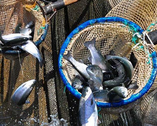 Manisa’dan 1 milyon dolarlık balık ihracatı gerçekleştirildi