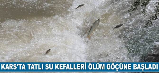 Tatlı su kefalleri ölüm göçüne başladı