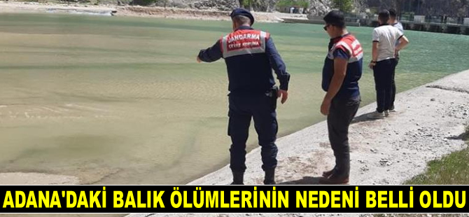 Adana'daki balık ölümlerinin nedeni belli oldu