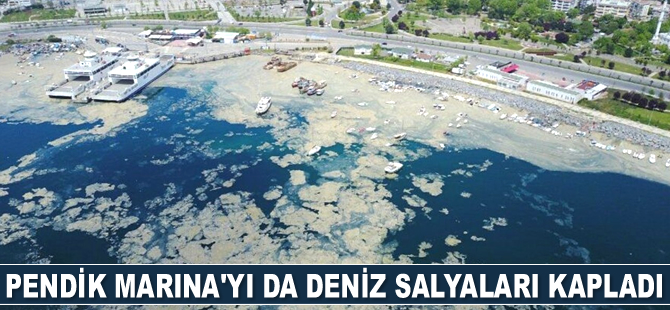 Pendik Marina’yı da deniz salyaları kapladı