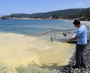 Deniz yüzeyindeki sarı tabakanın nedeni belli oldu