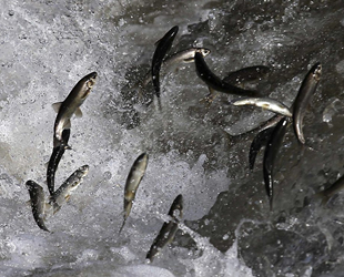 Van Gölü'nün incisinin zorlu yolculuğu 'sessiz' gerçekleşiyor