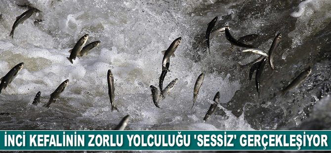Van Gölü'nün incisinin zorlu yolculuğu 'sessiz' gerçekleşiyor