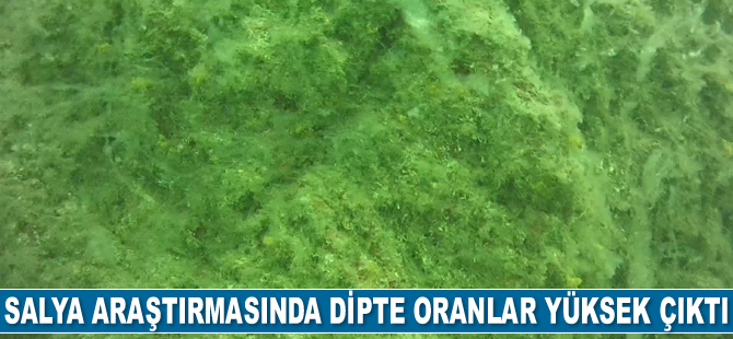 Marmara Denizi'ndeki salya araştırmasında dipte oranlar yüksek çıktı