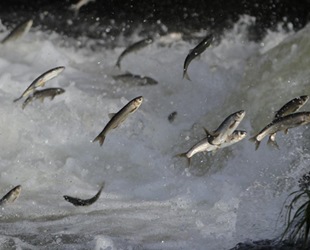 Kaçak inci kefali avlayanlara 15 bin lira ceza kesildi