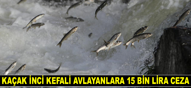 Kaçak inci kefali avlayanlara 15 bin lira ceza kesildi