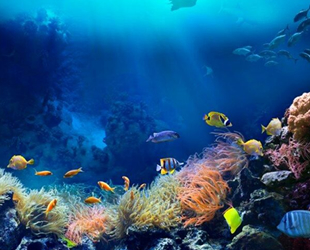 2020, okyanuslar için en sessiz yıl oldu