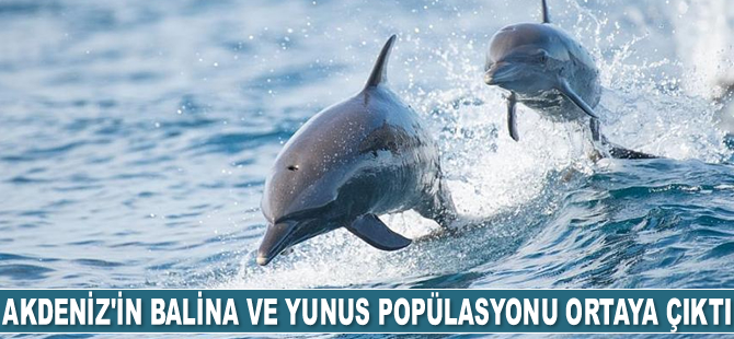 Akdeniz ile Karadeniz’in balina ve yunus popülasyonu ortaya çıktı