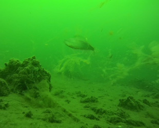 Deniz salyası su altını da tehdit ediyor