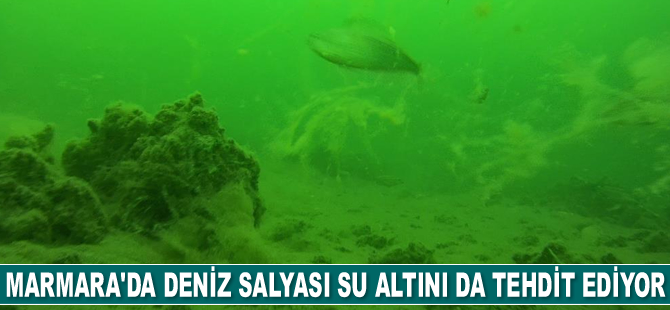 Deniz salyası su altını da tehdit ediyor