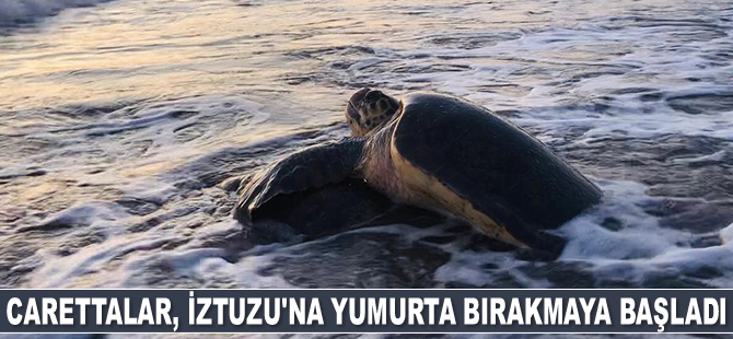Carettalar, İztuzu'na yumurta bırakmaya başladı