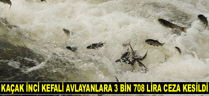 Van'da kaçak inci kefali avlayanlara 3 bin 708 lira ceza kesildi