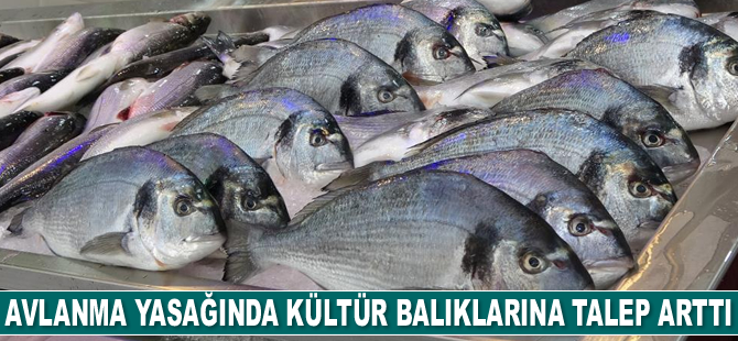 Avlanma yasağında kültür balıklarına talep arttı