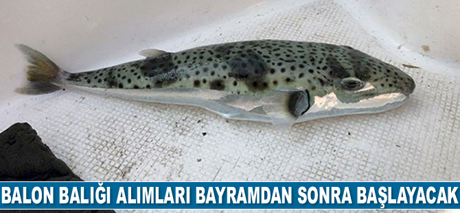 Balon balığı alımları bayramdan sonra başlayacak