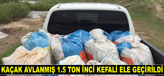Kaçak avlanmış 1.5 ton inci kefali ele geçirildi